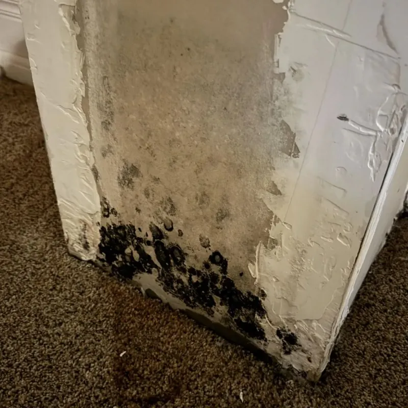 Professional Mold Removal in Lindley, NY